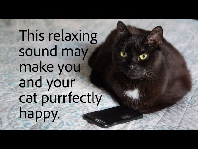 10 Hours of Cat Purring - The purrfect Sound for you and your cat to relax to! #sleep #relax #purr