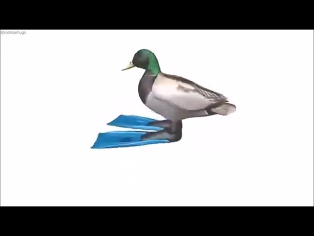 🔴🦆 duck spinning to geometry dash music 24/7
