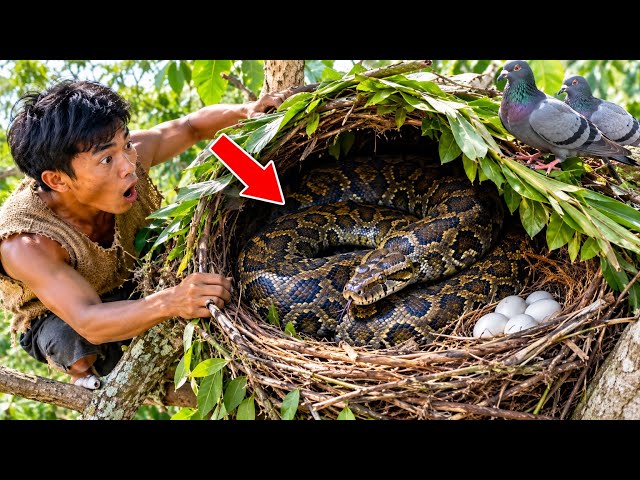 GIANT PYTHON IN THE NEST!  He Builds a Pigeon Nest… Then Makes a Shocking Discovery | Primitive Life
