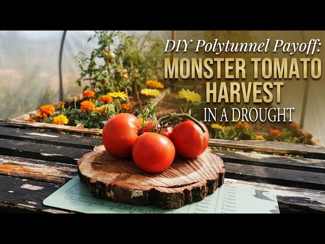 I Grew Huge Beefmaster Tomatoes Despite The UK Drought!