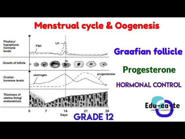 Menstrual cycle & Oogenesis - grade 12