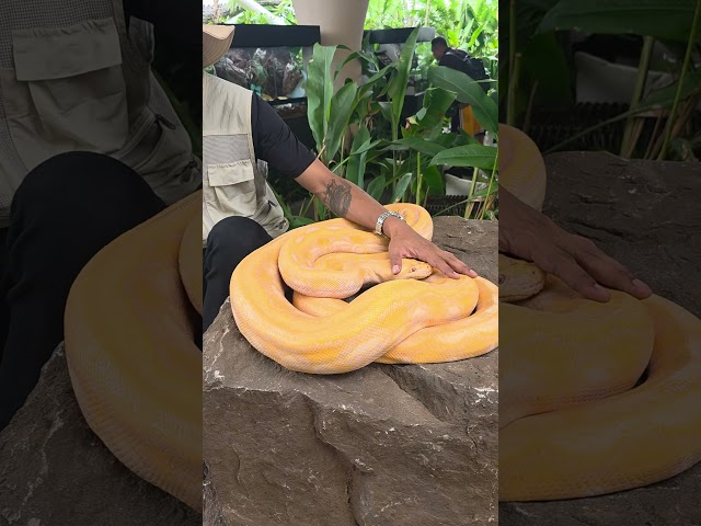 #snakes#python#jurassicworld#bangkok#thailand🤩🐍🐍🐍🤩
