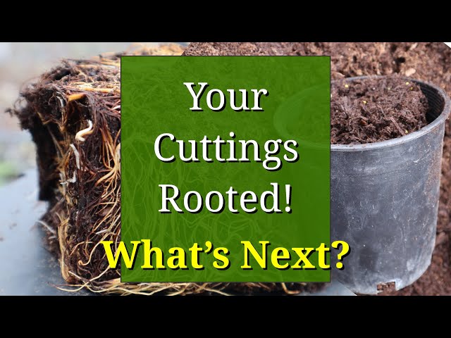 Plant Propagation by Cuttings: After Rooting