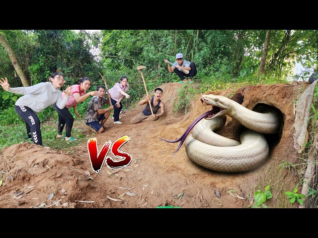 5 Brave Hunters Dig Up and Catch a Giant White Python