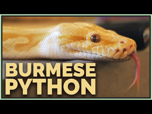 I Got a Burmese Python! Do They Make Good Pets?