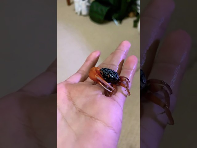 Meet MY NEW PET CRAB!