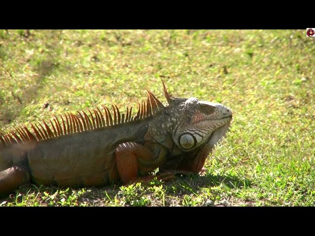 Have fun learning the letter  I  with the salamander