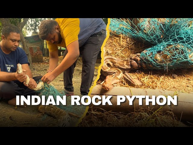 Rescue Indian Rock Python Snake 🐍 #india #indianrockpython #python