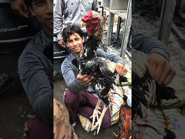 Java aseel | jama masjid aseel murga market delhi 🔥