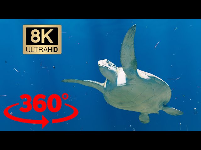VR 360 -  UnderWater - Résultat d'un tutorial - BLENDER 3D VR 8K - OCULUS  QUEST 2 - META
