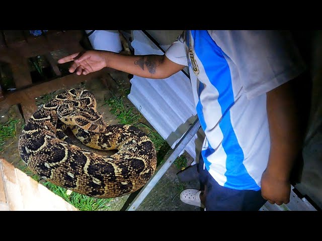 Catching a Deadly Snake at Night!