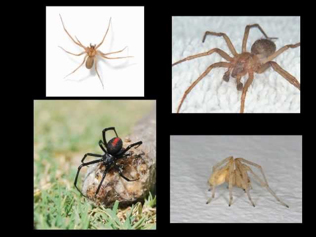 brown recluse spider bite