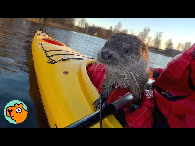 Wild Otter Jumps Into His Kayak Every Day To Say Hello | Cuddle Buddies