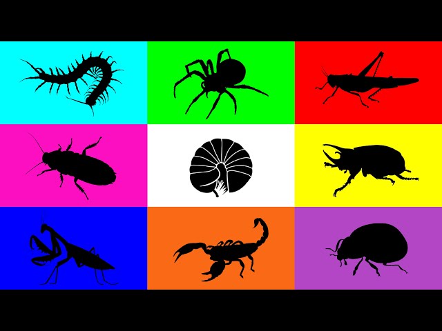 Insect : Grasshopper, Mantis, Pilbug, Centipede, Scorpion, Spider, Ladybug, Cockroach, Beetle