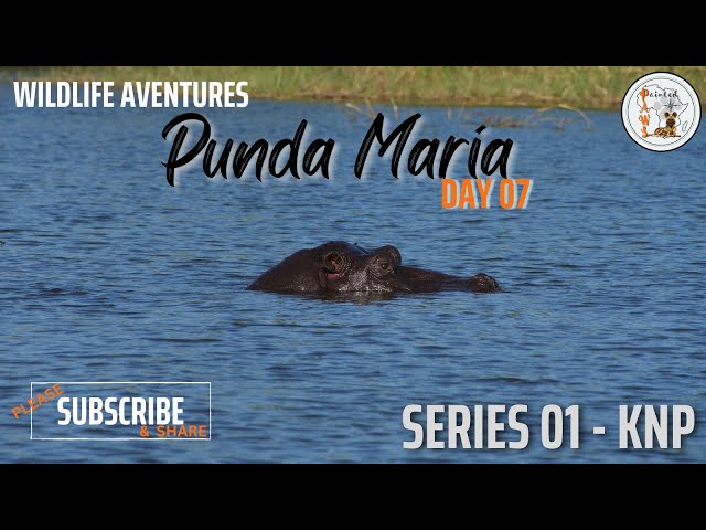 Wildlife, Punda Maria Camp, KNP (Day7) - Northern Kruger Park will make your soul thirst for more
