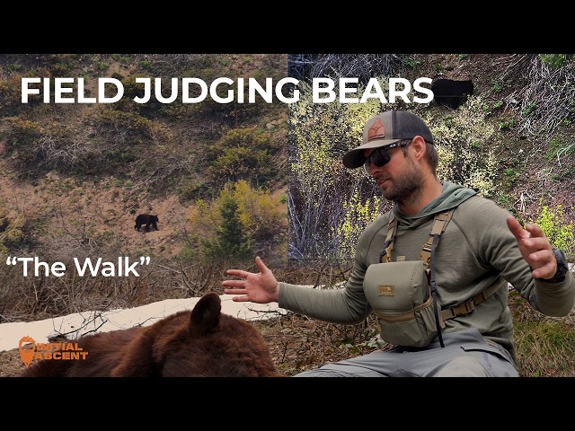 Big Bear or Not? How to Judge Bears in the Field