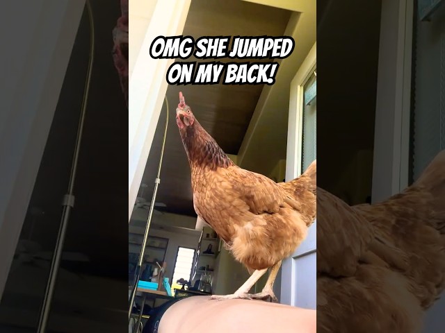 CAUGHT OFF GUARD! Chicken Jumps on My Back LOL 😆🐔