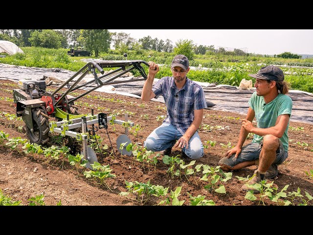 Two Wheel Tractor Torsion Weeder & Spyder Adjustment For Maximum Weed Control