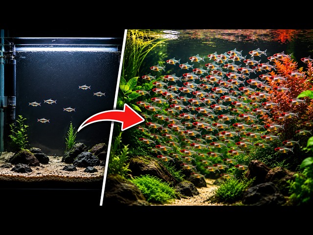 Los 10 peces de Cardumen Más Hermosos para tu Acuario