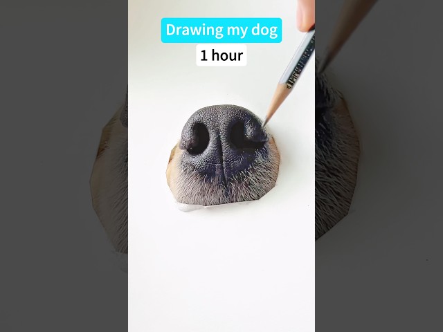 How to draw a dog *MEGA REALISTIC* #dog #sketch #drawing #art #funnypets