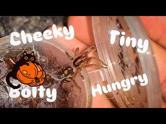 Putting tiny CHEEKY tarantulas into BIG “mansions” !!! Well, for them it is!
