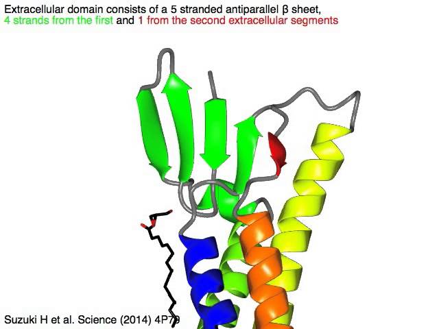 Claudin, a tight junction protein