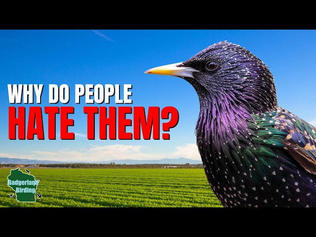 5 Things You Didn't Know About Starlings!