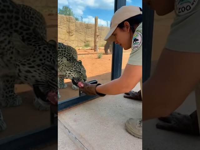 Gorilla Breaks the Glass Trying to Save the Guardian from a Leopard Attack