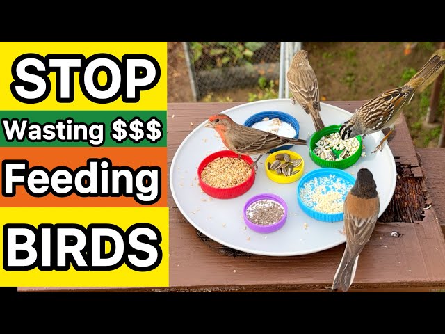 How to Feed Wild Birds & Not Waste Money on Bird Seeds Feeding & Attracting Wildlife Garden Birding