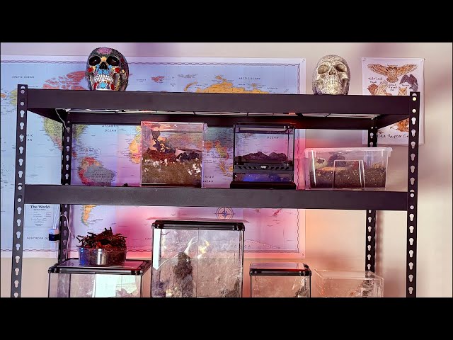 VENOMOUS & Non Venomous Animals, Fish, & Reptiles!