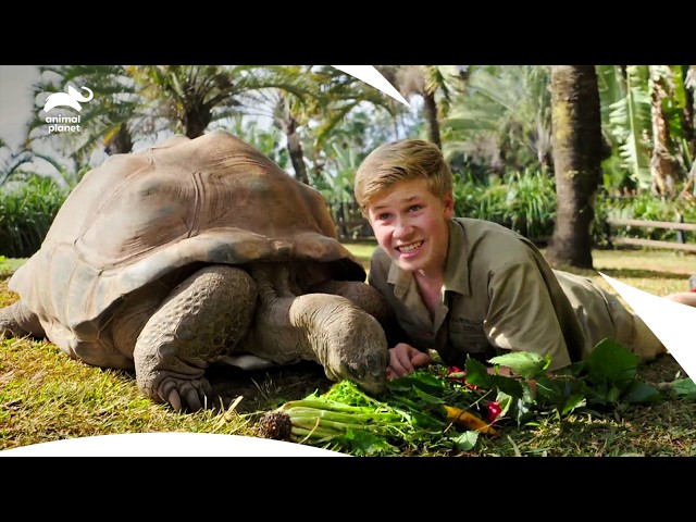 Project Manta To Track Manta Rays | Crikey! It's The Irwins S1 E 10,11,12 | Animal Planet