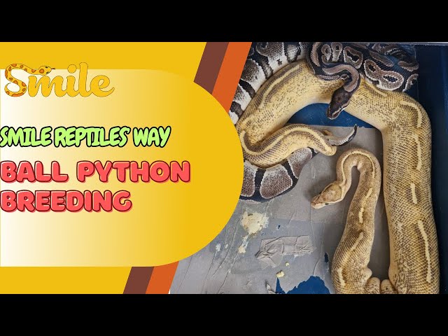 Ball Python Breeding : The Smile Reptiles' Way