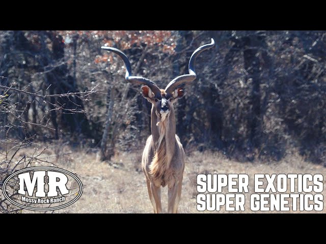 Super Exotics with Super Genetics! | Mossy Rock Ranch