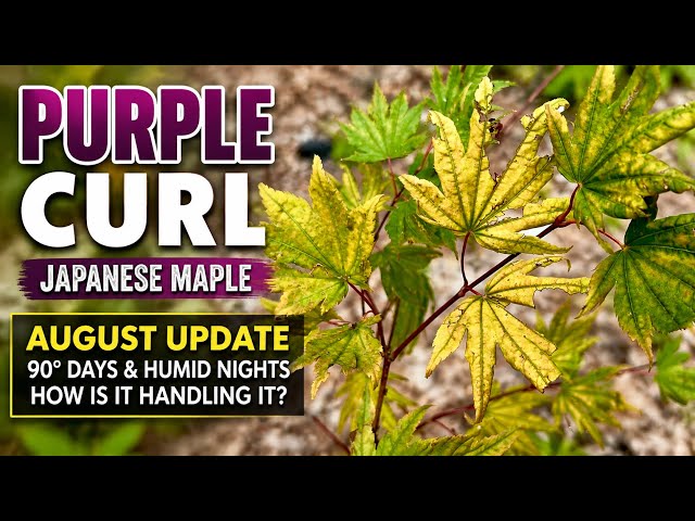 This Japanese Maple Looks Completely Different in August! | Purple Curl