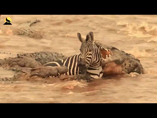 Migración en África – El Desafío Más Salvaje del Mundo Animal | animales salvajes