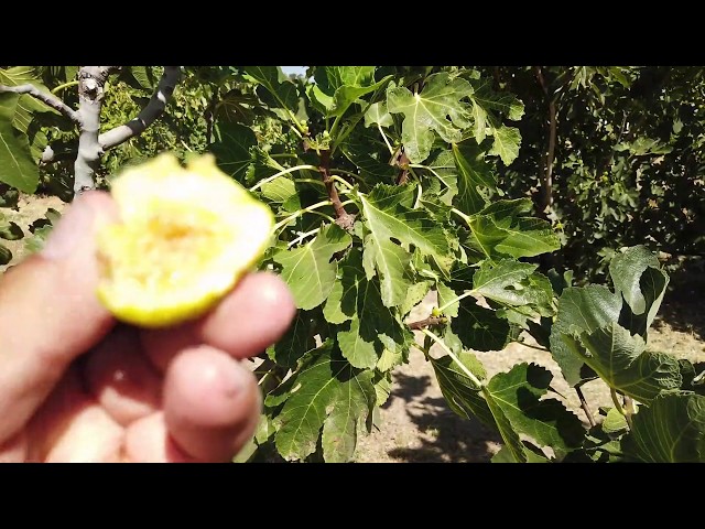 Breva de Galicia Fig