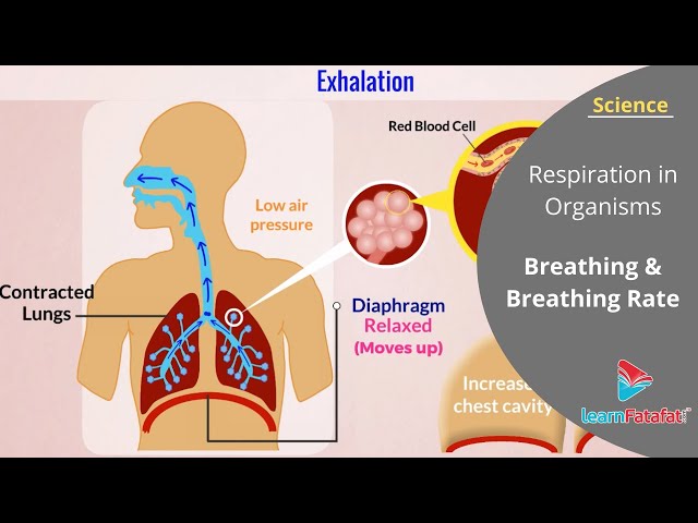 Respiration in Organisms Class 7 Science - Breathing and Breathing Rate