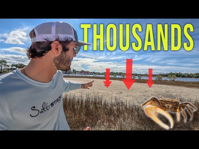 Keep Fiddler Crabs Alive for WEEKS With This Easy Setup! (Crabitat)