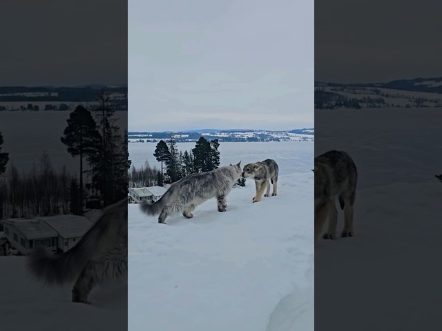GIANT MAINE COON CAT MEETS WOLF!