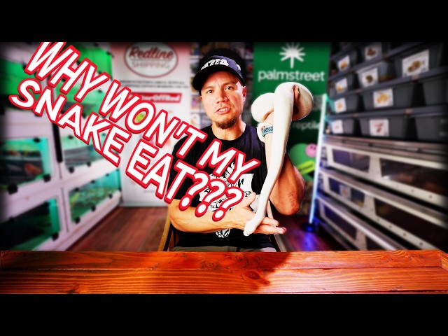 Tips and Tricks for Picky Feeders