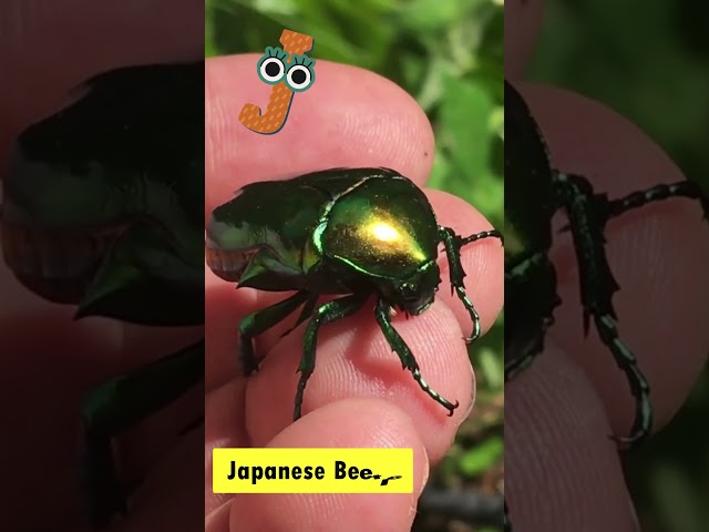 ABC insects Song 🐛 insects 🐞for Kids |  #abcd #kids #insects  #shorts