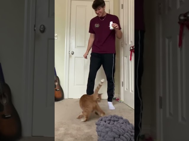 KURT TRIES CATNIP BUBBLES #shorts