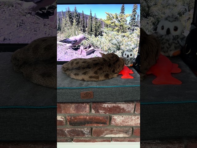 Java & Breathe   cat nature meditation HDR #shorts