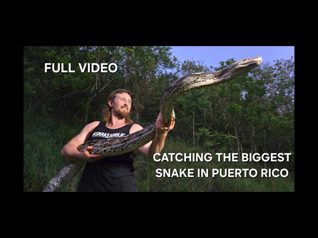 THE BIGGEST SNAKE IN PUERTO RICO (Full Hunt) | Snakeaholic