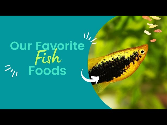 Our Go To Freshwater Fish Foods