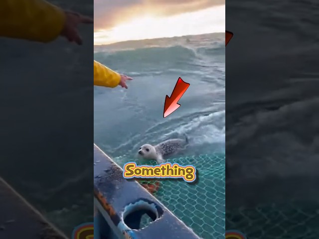 This Fisherman Found a Seal Tangled in Nets 🐟 #shorts #animals #animalrescue