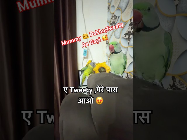 Behad Baatuni Tota 🦜#funny #trending #viral #parrot #parrotlover #comedy #youtubeshorts #shorts