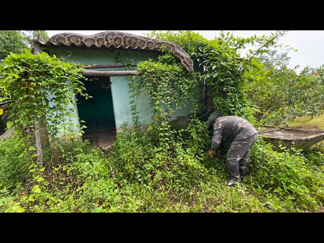 Giant Python Attacks a Man in an Abandoned House | Clean Chill
