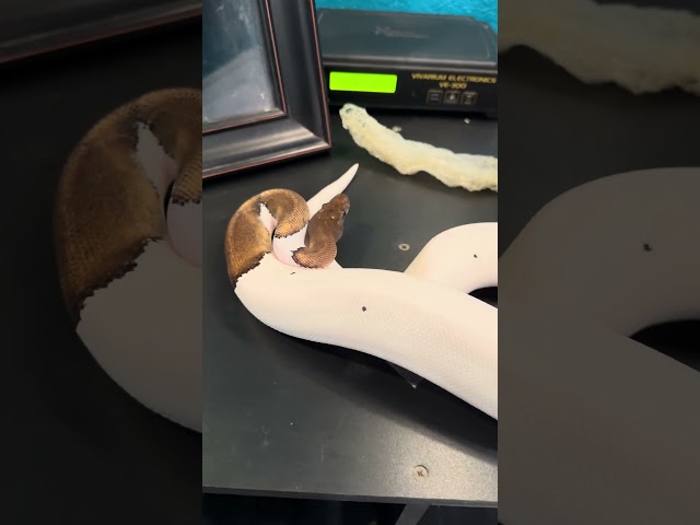 Hoping he will start breeding this season! #ballpython #snake