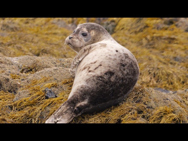 1 Hour of Seals Being Cute